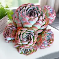 【阳光玫瑰】【满9.9包邮】星花怒放阳台露台办公多肉植物栽种养