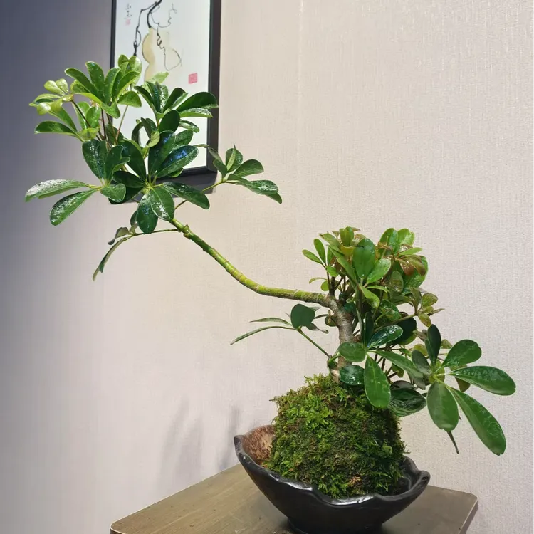 姐妹/直播间一物一拍鸭脚木苔藓球办公室客厅盆景盆栽窗台