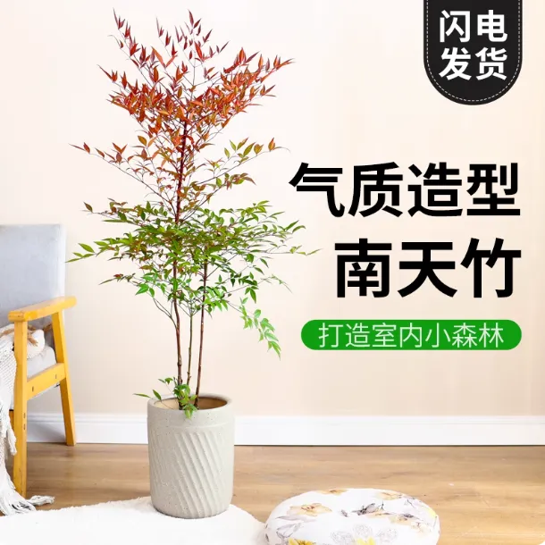 造型南天竹真树盆栽大型绿植办公室内火焰老桩四季常青好养