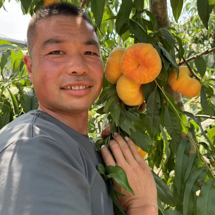 金蟠99桃苗（徐州地区6月上旬成熟）一年苗果树苗12月发苗