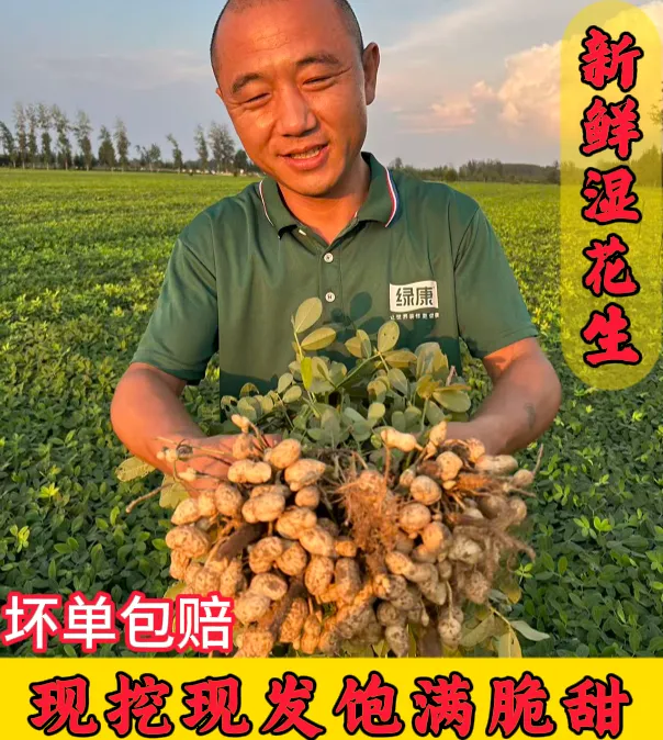 【现挖现发】黄河故道沙地花生新鲜带壳湿花生脆甜软糯鲜香农家自种