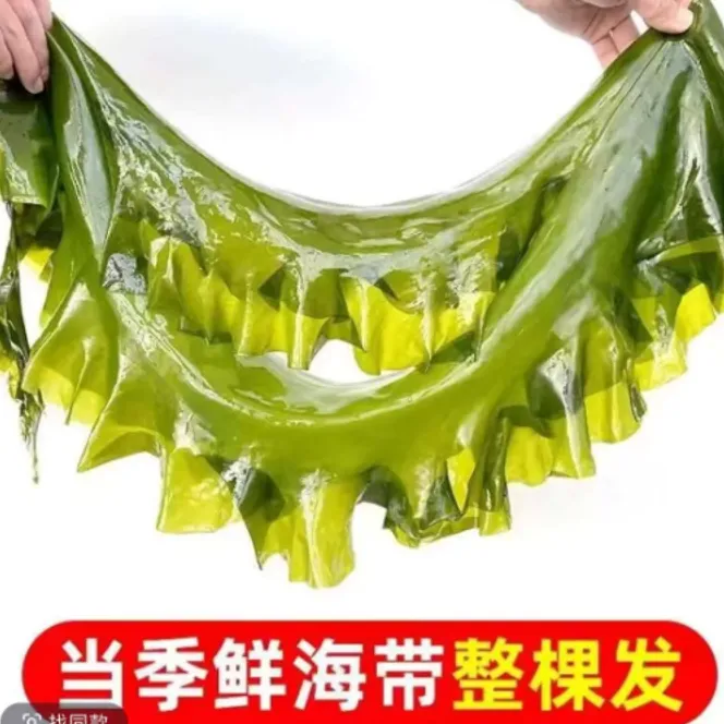 2025年新菜海带包饭海带（低盐低水）高品质海带带箱5斤
