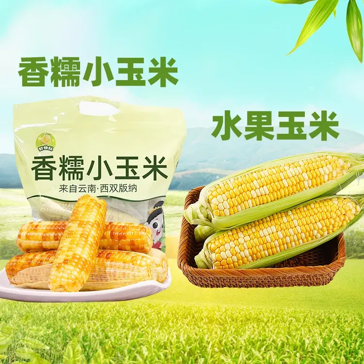 【鲜蜂队】云南香糯小玉米2斤3斤/新鲜金银水果玉米3斤5斤8斤