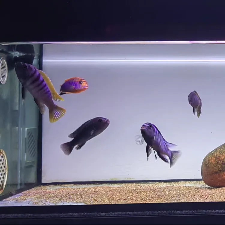 三湖慈鲷31号缸 11条 超值套餐