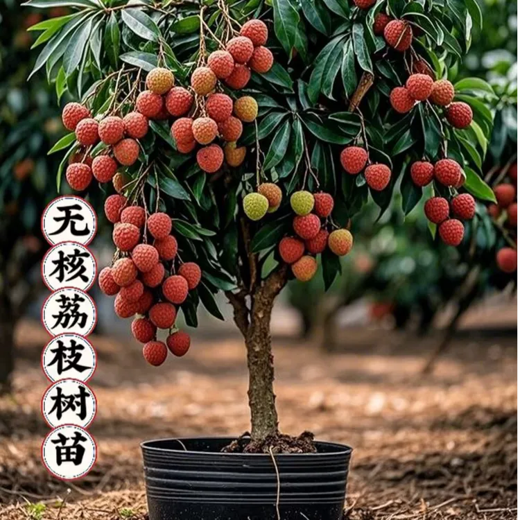 正宗荔枝树苗嫁接妃子笑中国情人荔桂味无核冰荔早熟荔枝树苗耐寒