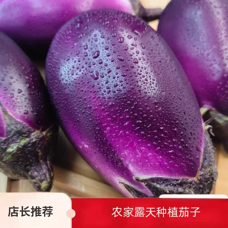 贵州高山云端菜地【农家圆茄子3斤现摘现发】坏果包赔！露天蔬菜