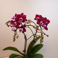 悠花里蝴蝶兰【黑珍珠】（3.0寸）带花带花苞发货