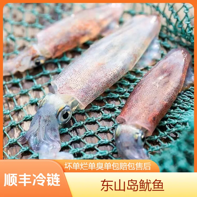 灯捕小管笔管脆管小火箭海兔海钓小管鱿鱼手钓鱿鱼鱿鱼母墨鱼海鲜