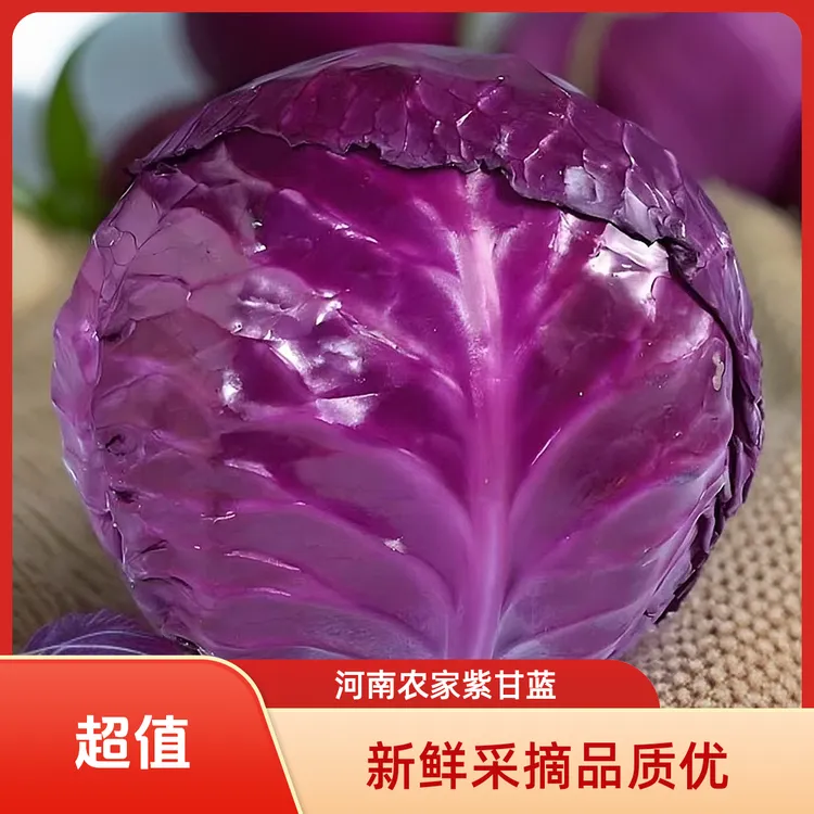 河南农家菜现采紫甘蓝