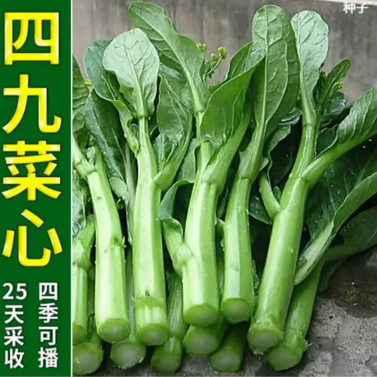 四九菜心种子速生四季菜心广东四九菜心油青菜心耐高温