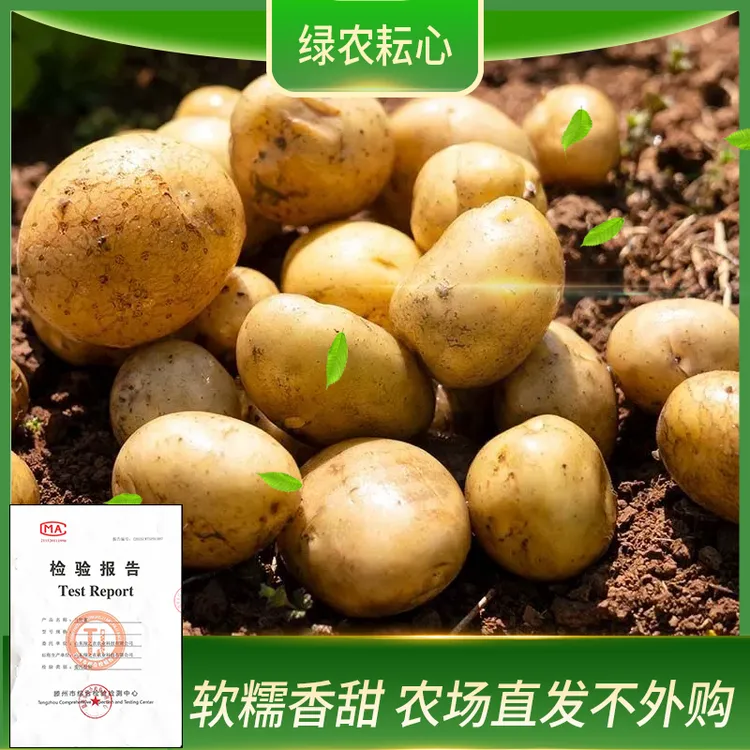 网红迷你小土豆 马尔科黄皮黄心土豆洋芋产地直发新鲜马铃薯