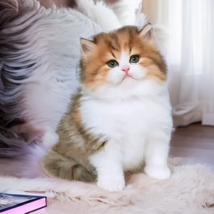 (哒哒猫舍)英短高脚矮脚系列小猫活体小家养家养温顺小宠物猫咪