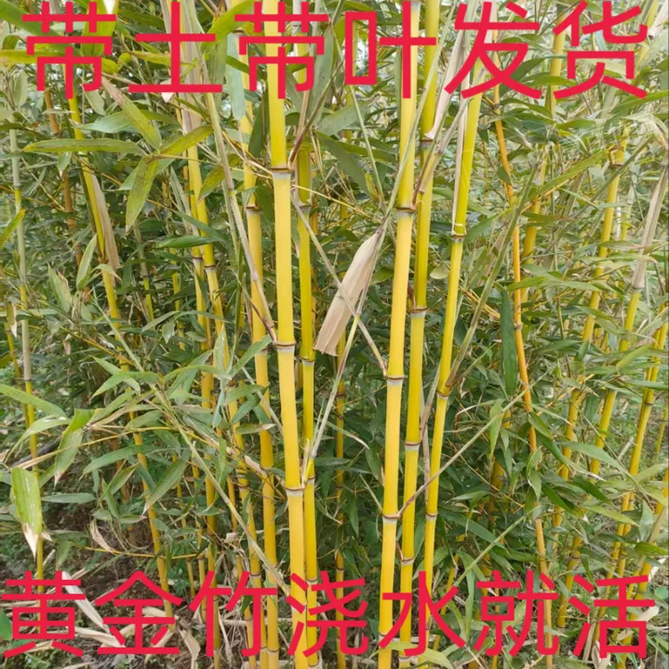 精品黄金竹庭院观赏四季常青景观竹子耐寒耐旱四季不落叶发财竹