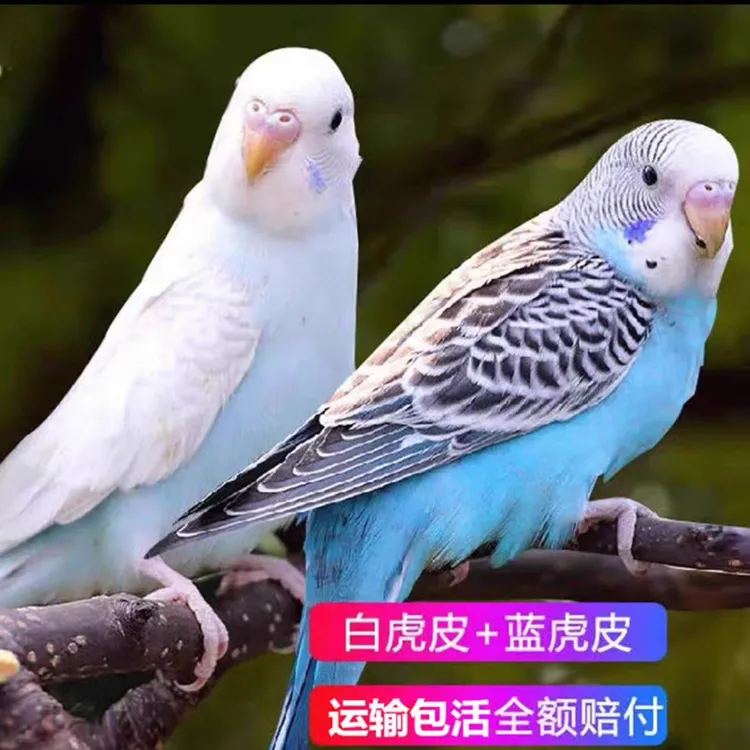 手养虎皮鹦鹉活鸟可爱宠物家庭陪伴温顺亲人腻人观赏鸟类