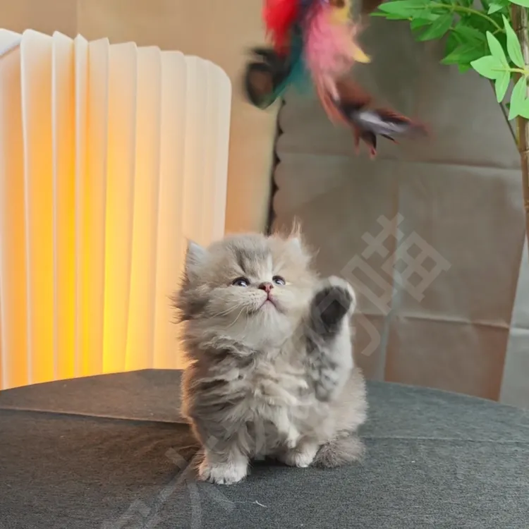【6期免息】蓝金矮脚米怒特猫咪弟弟