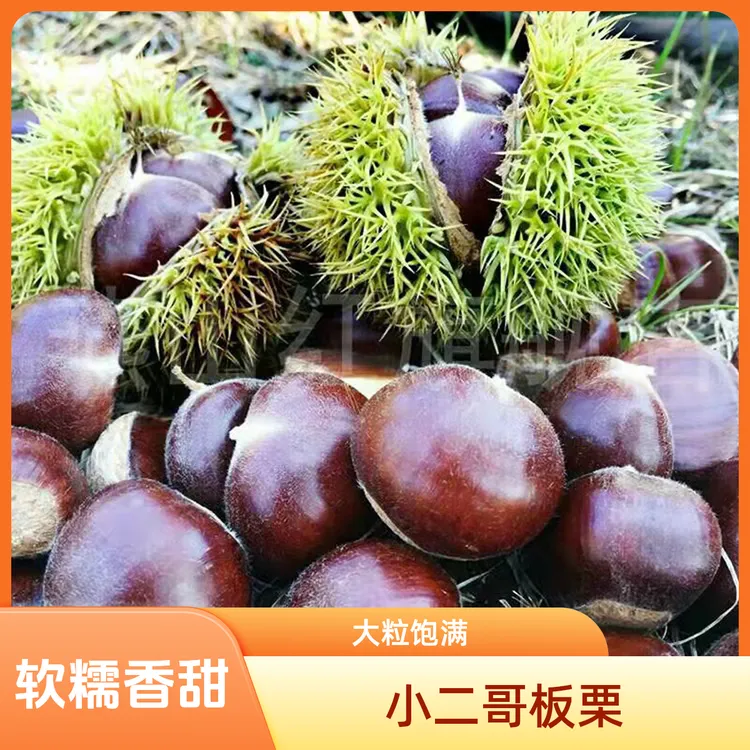 【大果】坏果包赔2025年河北京东迁西兴隆板栗香甜软糯包邮大粒饱满
