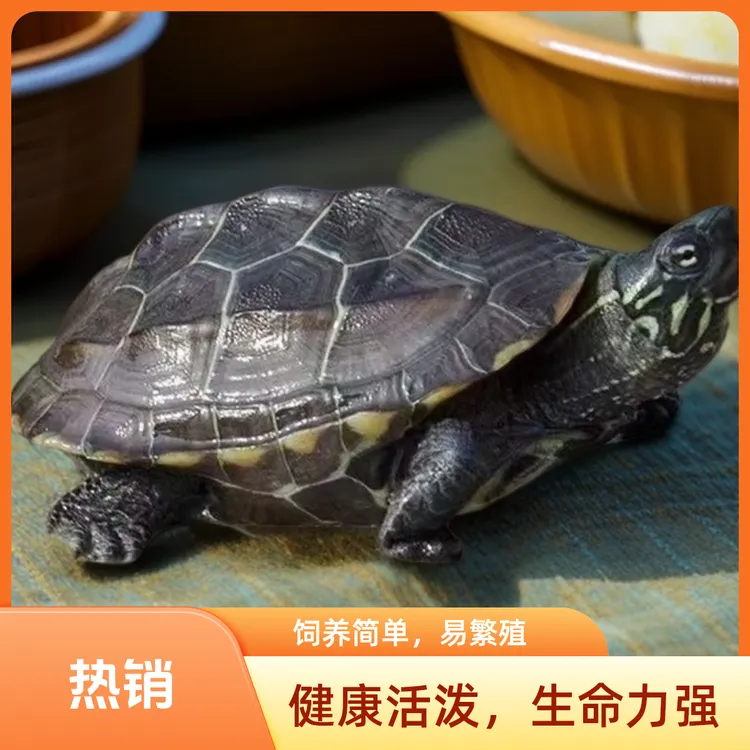 中华草龟正宗外塘宠物小乌龟墨龟小宠物龟苗