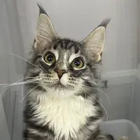 来了姊妹-银虎斑加白缅因猫 弟弟 1