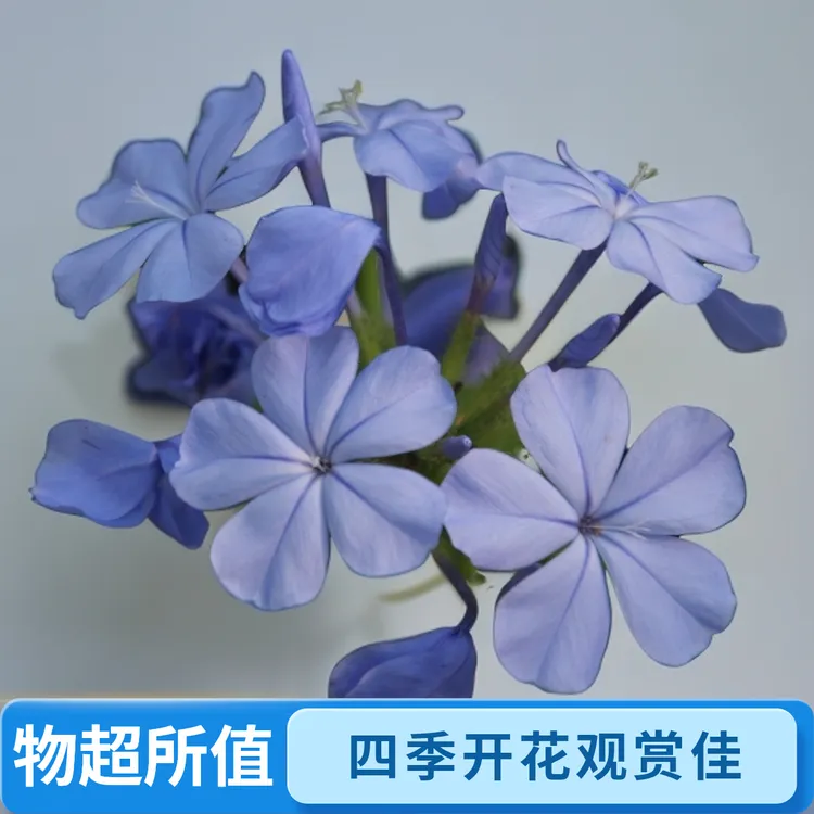 蓝雪花盆栽植物庭院阳台观赏花卉四季开花耐热好养活棒棒糖蓝色