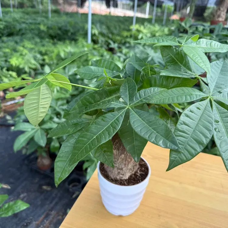 发财树（独杆)发财树粗杆大树桩室内客厅办公室招财好养活绿植