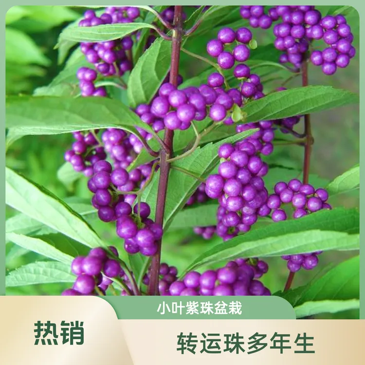 路兮小农民 小叶紫珠盆栽花苗庭院花园植物紫色转运珠多年生灌木