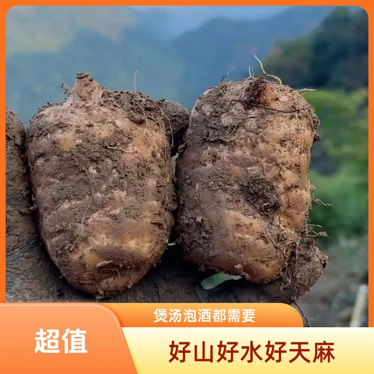 正品【新鲜天麻】云南昭通天麻小草坝天麻产地直发炖鸡煲汤泡酒营养