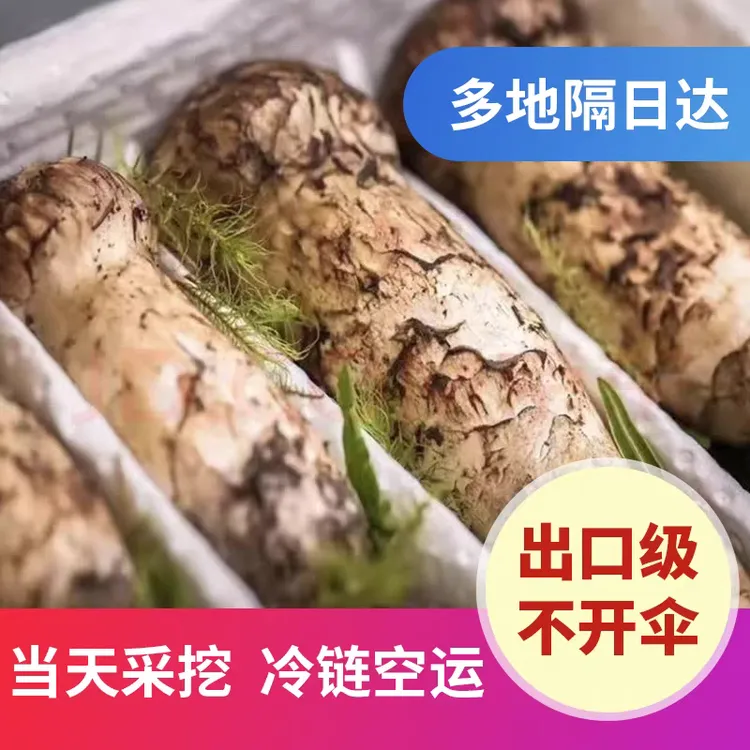 2025年甘孜雅江松茸云南香格里拉新鲜松茸康定稻城松茸小金松茸