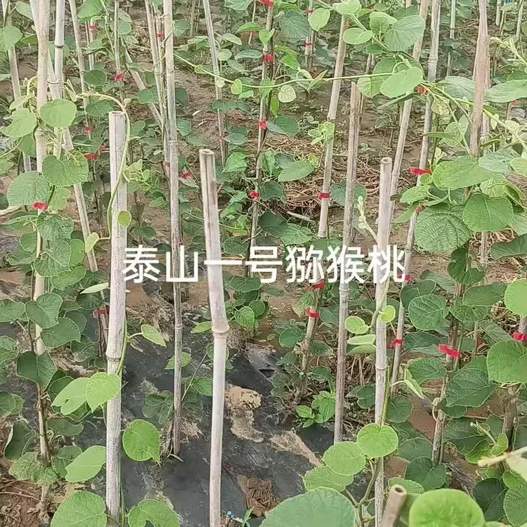 泰山一号弥猴桃绿色猕猴桃猴面包树两年苗猕猴桃苗猕猴桃树