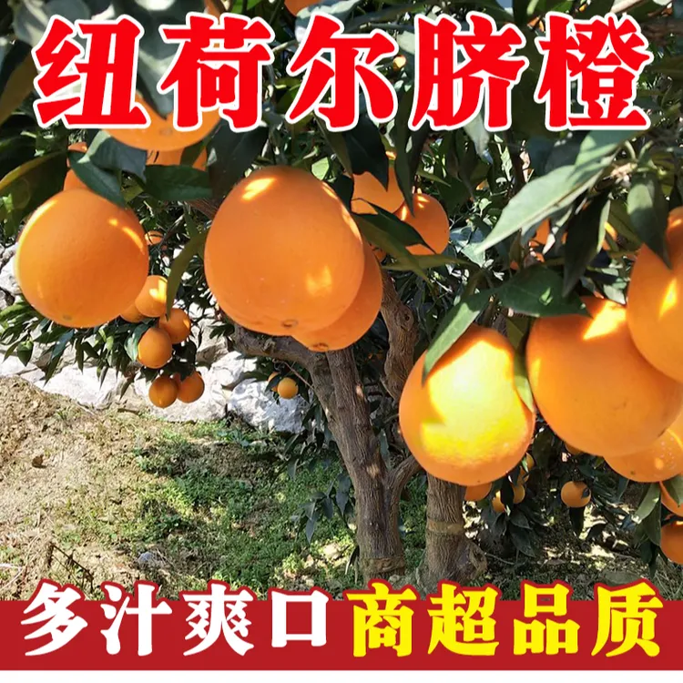 湖北纽荷尔脐橙香甜橙饱满皮薄纯甜多汁自家种植自然成熟5斤9斤