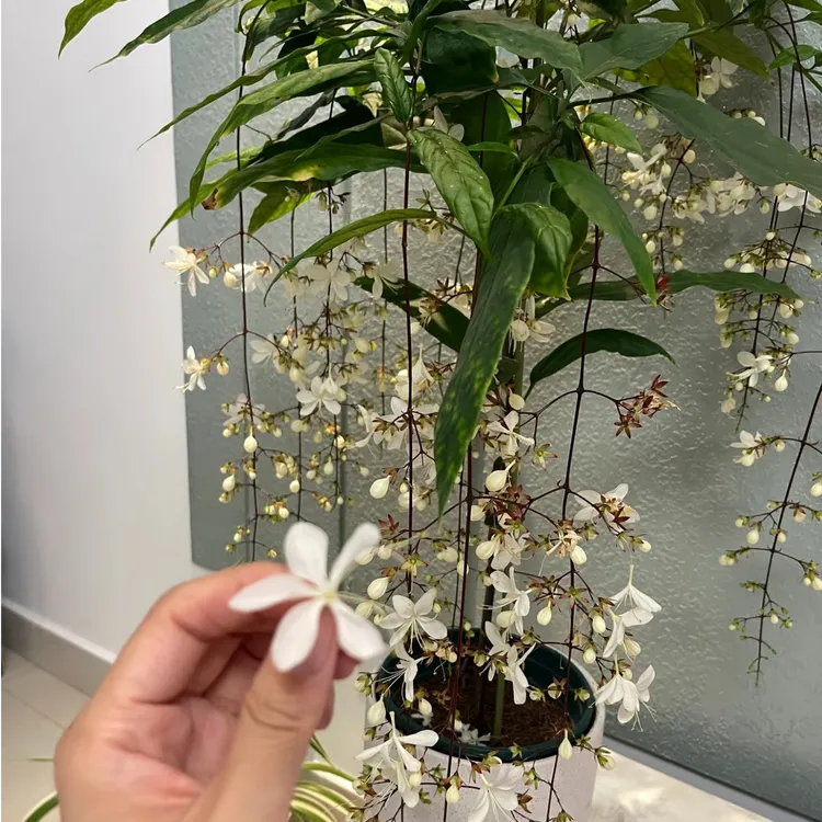 垂丝茉莉整高约50cm~60cm盆栽带花苞发货室内花卉