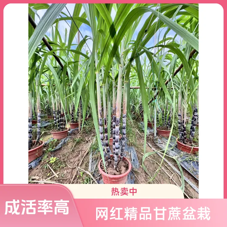 盆栽甘蔗容易种植带土带叶黑皮黄金甘蔗常绿室内客厅四季种植