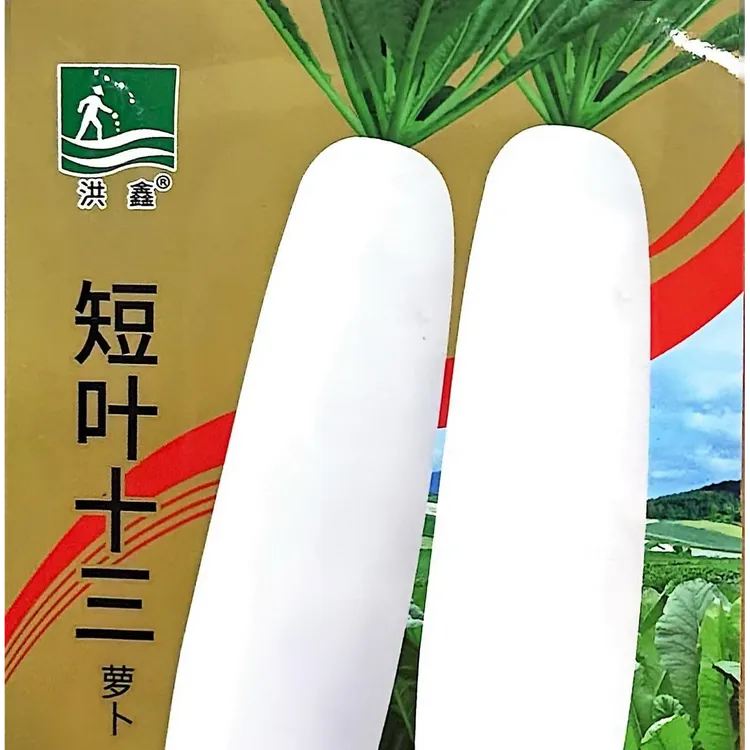 短叶十三萝卜早熟抗病耐热皮肉雪白质脆无渣味甜阳台盆栽小院种植