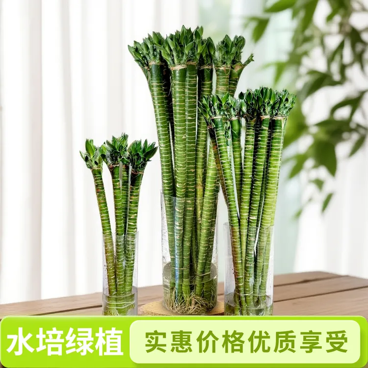 文昌竹龙竹带根水养富贵竹节节高升水培文昌竹4枝金榜题名绿植