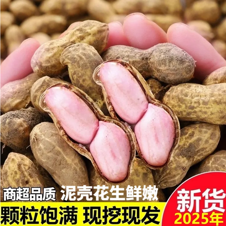 新鲜湿花生带壳花生现挖当季新鲜泥壳花生水煮生吃农家小花生新鲜