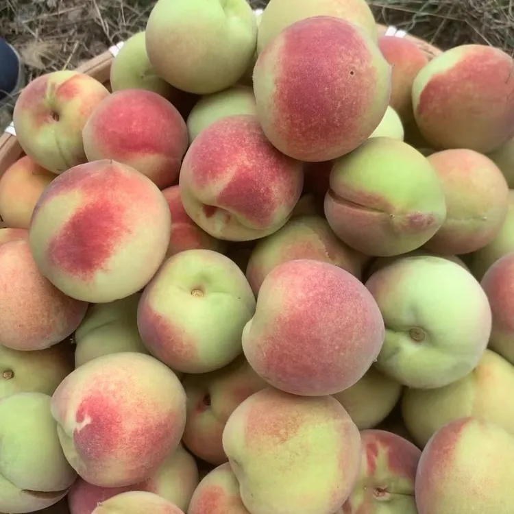 【发净重4.5-5斤】小冬桃新鲜脆桃硬桃毛桃当季水果R