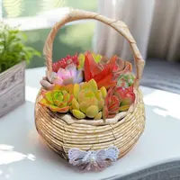 【圆形花篮】带篮子发货 可送人绿植花卉 新手好养多肉盆栽 2单包邮