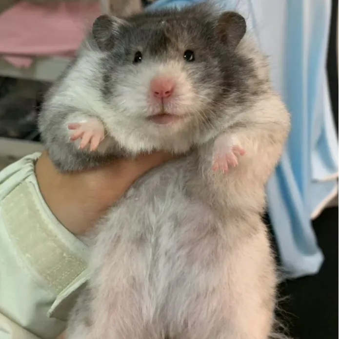 家养温顺可爱长毛波利卷毛金丝熊宠物易上手