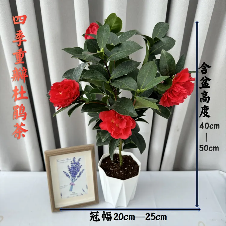 四季茶花夏日七星四季开花四季常绿红色重瓣大花室内阳台庭院盆栽