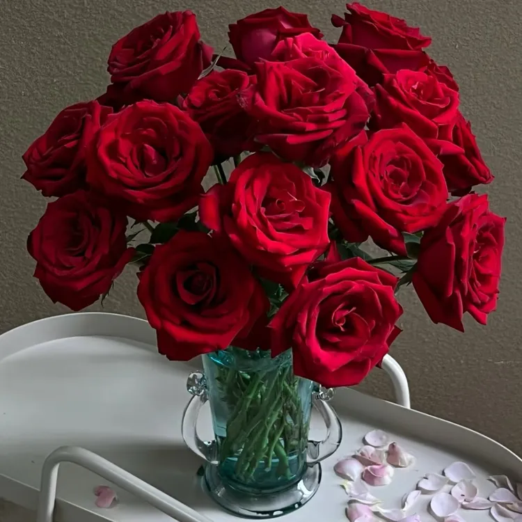 【红玫瑰卡罗拉】—超级红玫瑰鲜花热烈的爱鲜花冷链直发