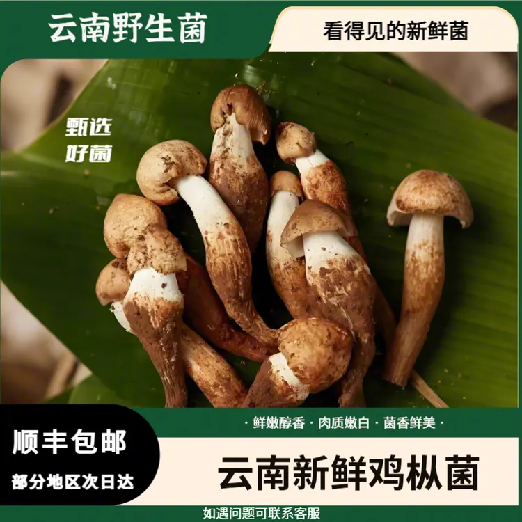 云南易门新鲜野生鸡枞菌斗鸡公伞把菇顺丰冷链包邮