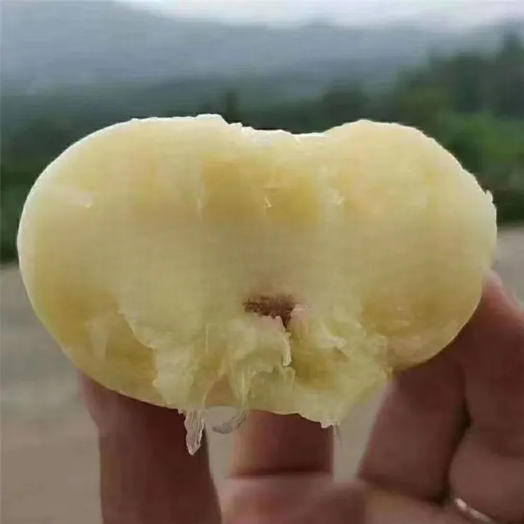 正宗嫁接奶油白蟠桃树苗嫁接苗南北方种植耐寒好养苗