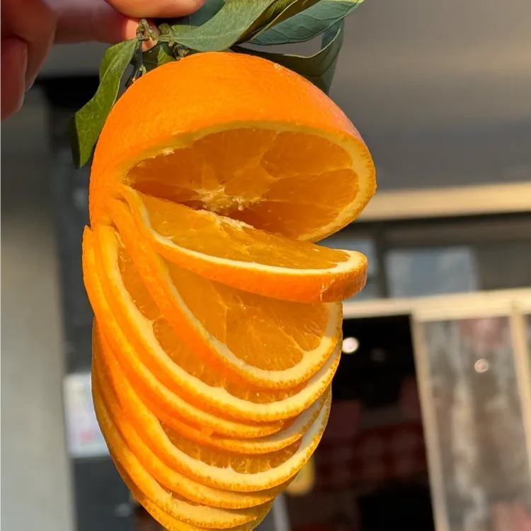 【脐橙中果5斤装】正宗贵州晴隆果园现摘直发新鲜多汁水果