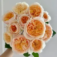 【大聪明卖花】朱丽叶单玫玫瑰-任意2单鲜花包邮发货后不支持退款