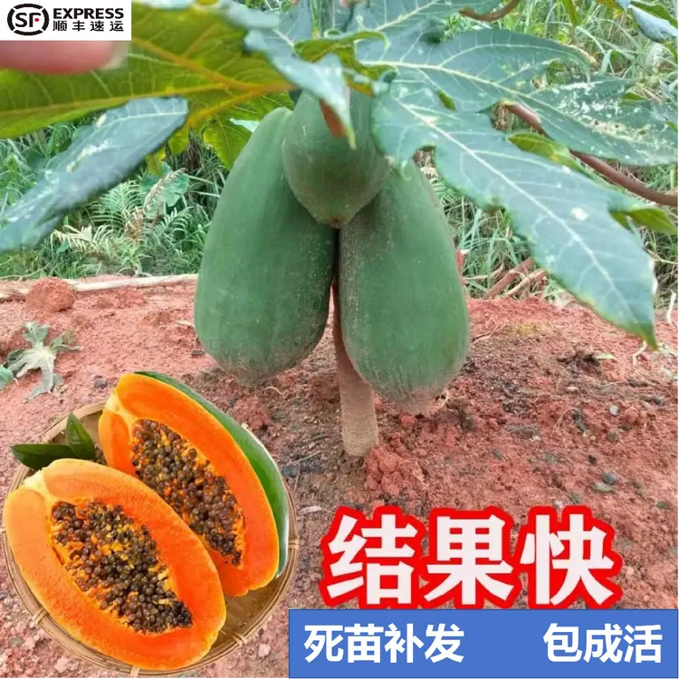 正宗大青红肉木瓜苗矮化改良高产红心木瓜树苗南方种植四季可结果