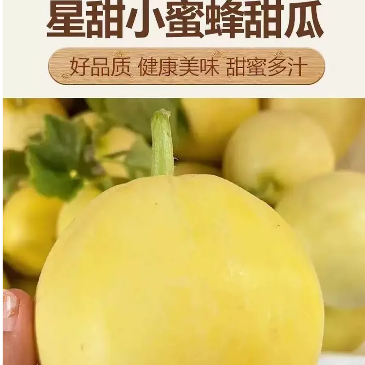 [助农]山东小蜜蜂甜瓜小蜜罐甜瓜香瓜爆甜应季水果新鲜现摘星甜20