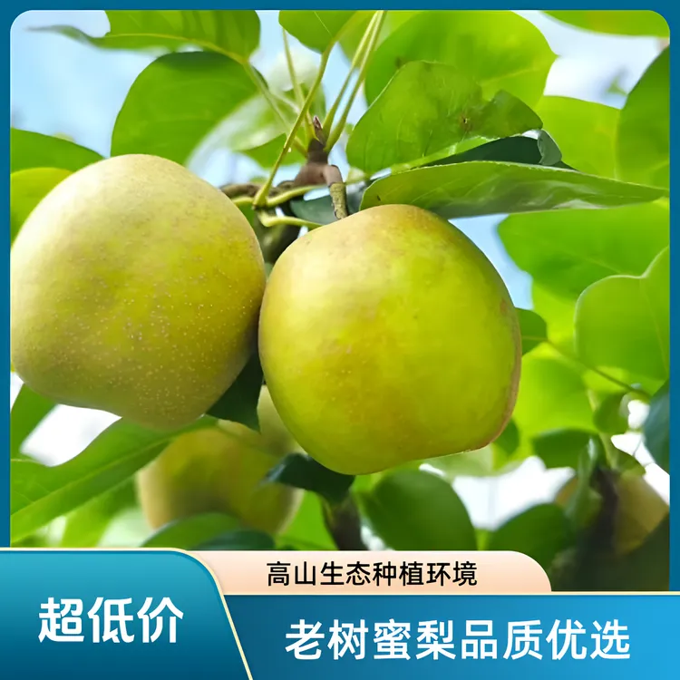 【甜不酸生态高山种植次日】老树蜜梨优选品质大果现摘现发新鲜到家