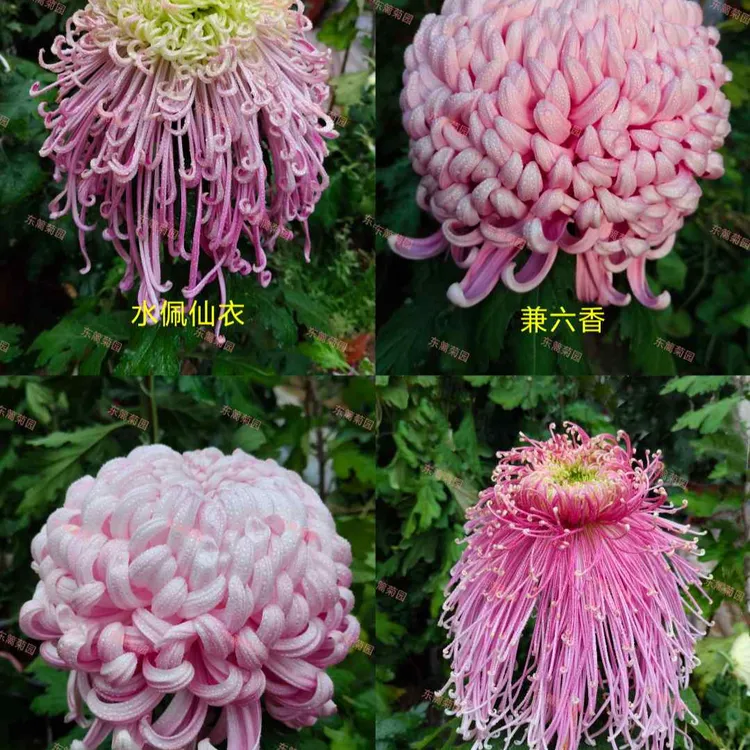 对版带花苞菊花成品大花品种马上开花原土原盆基地直发3棵起包邮