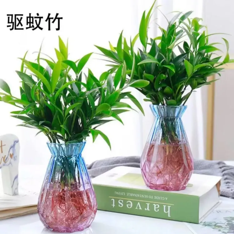 水培竹柏驱蚊竹四季常青绿植室内外客厅卧室办公室好养懒人植物