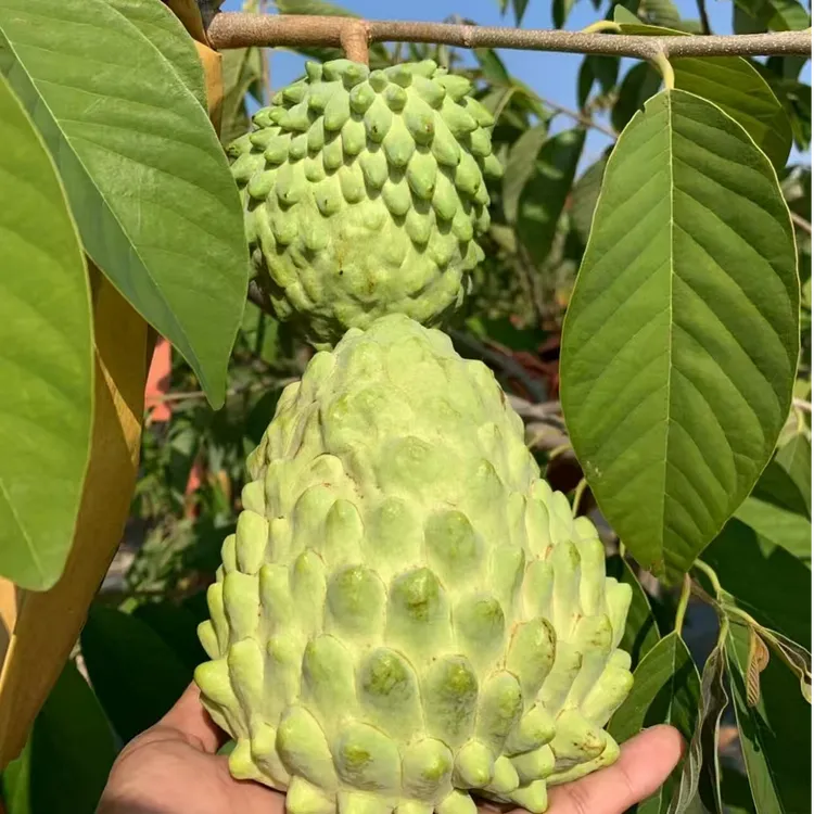 2025年云南元江当季牛奶凤梨释迦一级果