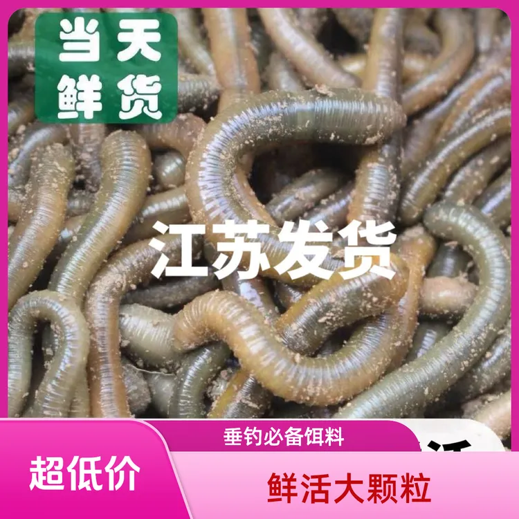 青蚯蚓黑蚯蚓专用鲜活钓鱼活饵特大臭蚯蚓黄鳝诱饵蚯蚓活饵包邮